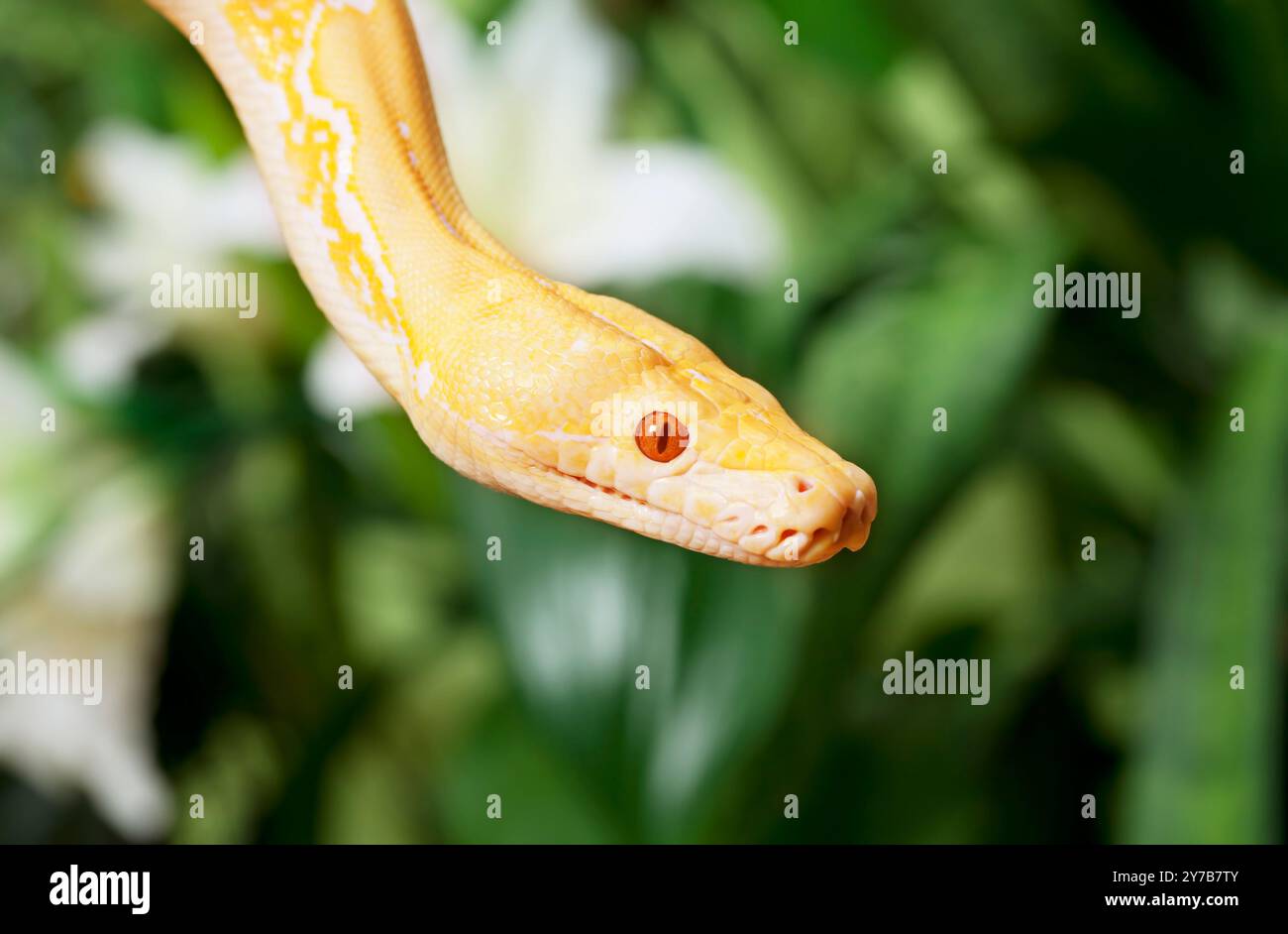 Lavender Tiger Albino python snake closeup outdoor Stock Photo - Alamy