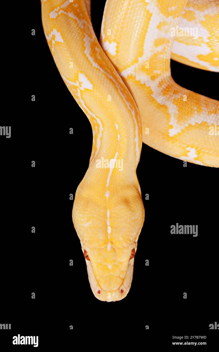 Lavender Tiger Albino python isolated on black background Stock Photo ...