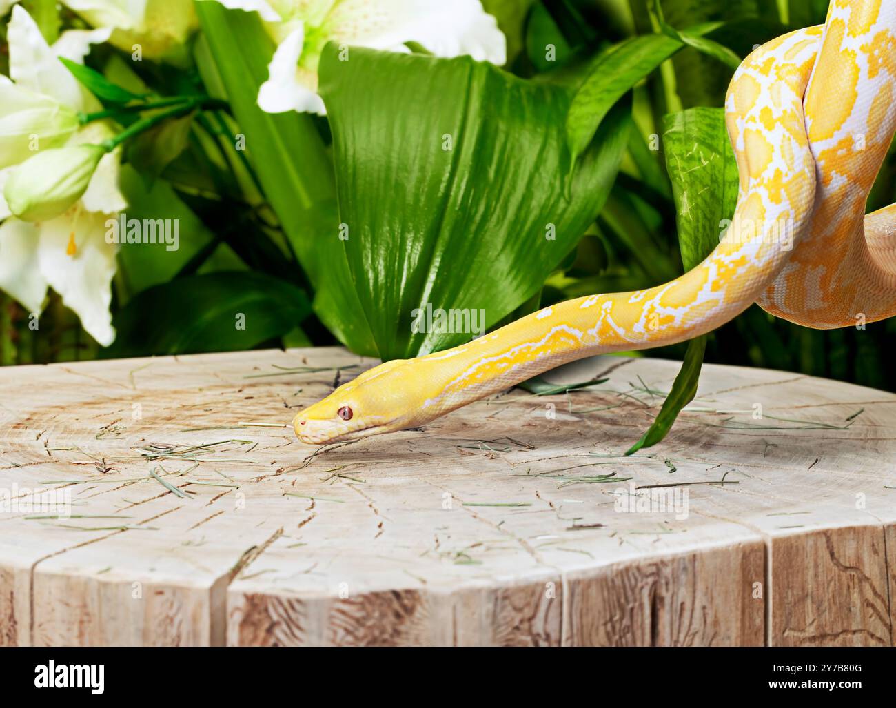 Lavender Tiger Albino python snake on old stump Stock Photo