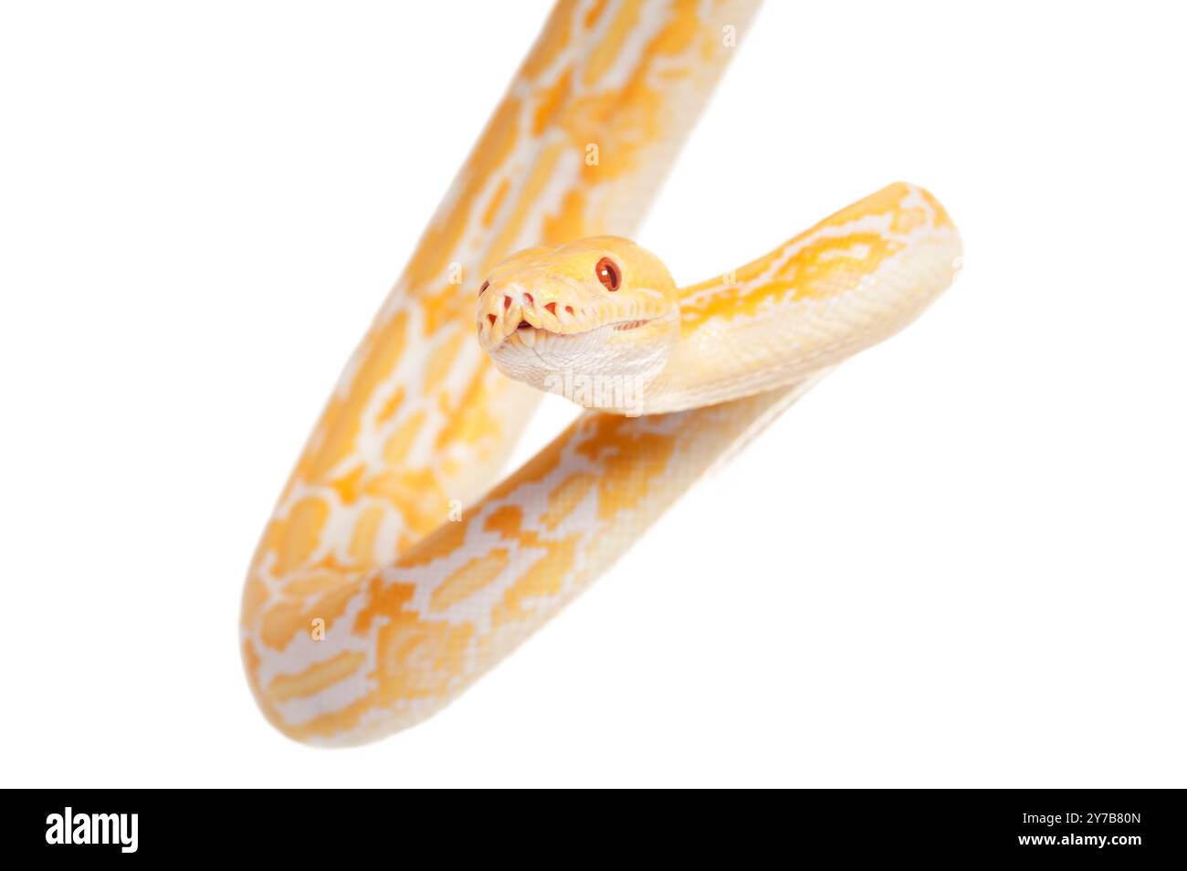 Lavender Tiger Albino python isolated on white background Stock Photo ...
