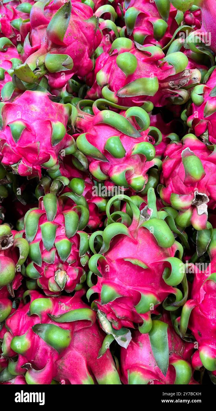 Pile of vibrant pink red-fleshed pitaya, organic dragon fruit (Selenicereus costaricensis or Hylocereus costaricensis) on a fresh produce market stall - Smartphone Captured Stock Image