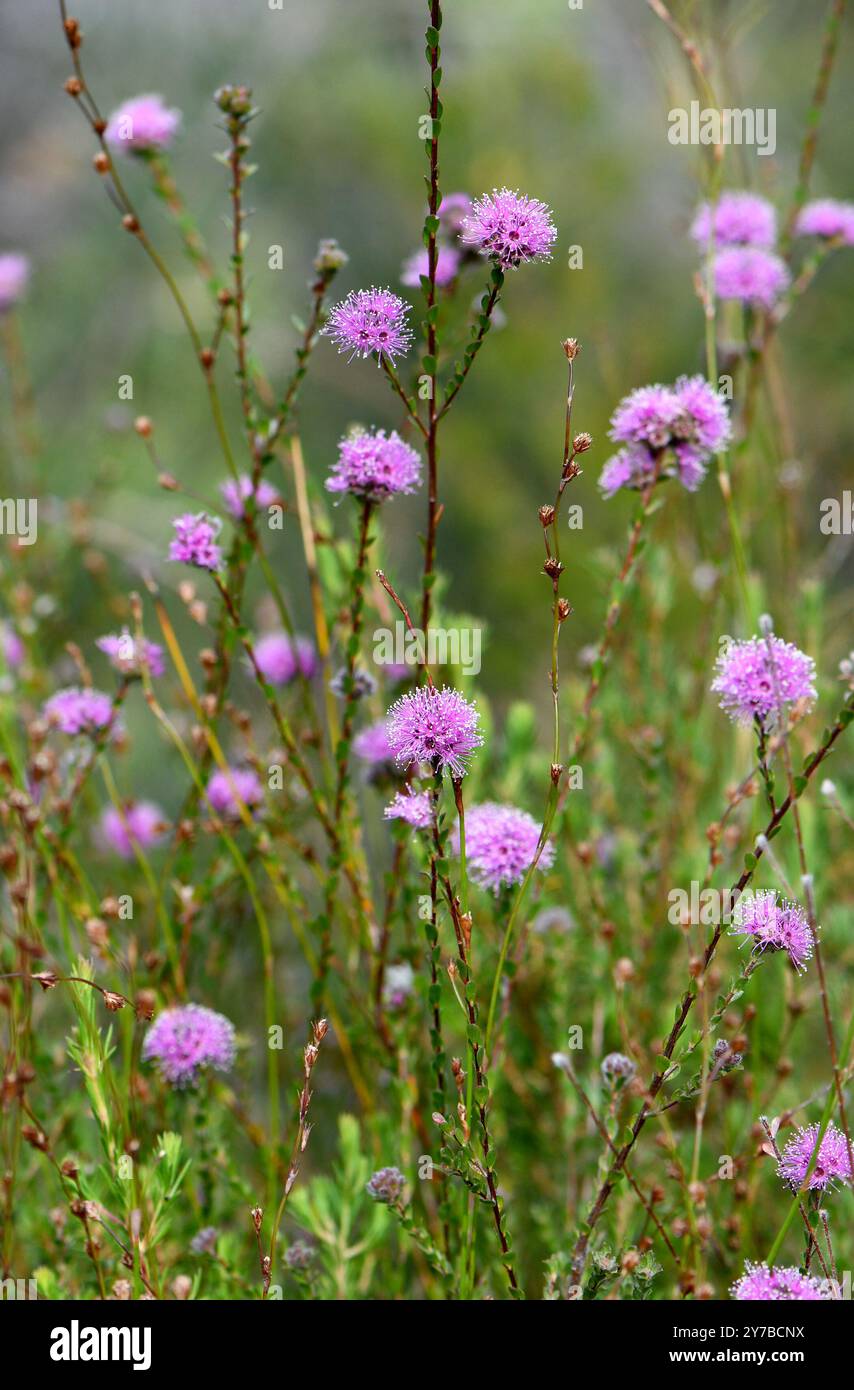 Meadow of Australian native myrtle Kunzea capitata, family Myrtaceae, growing in sandstone heath and woodland in Sydney, NSW, Australia. Spring flower Stock Photo