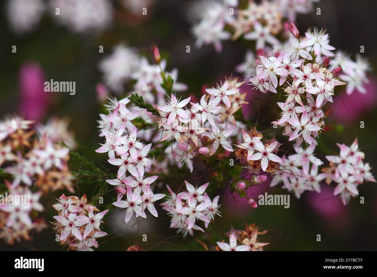 Pink and white flowers and red calyces of Australian native Fringe Myrtle, Calytrix tetragona, growing in Sydney woodland NSW, Australia Stock Photo