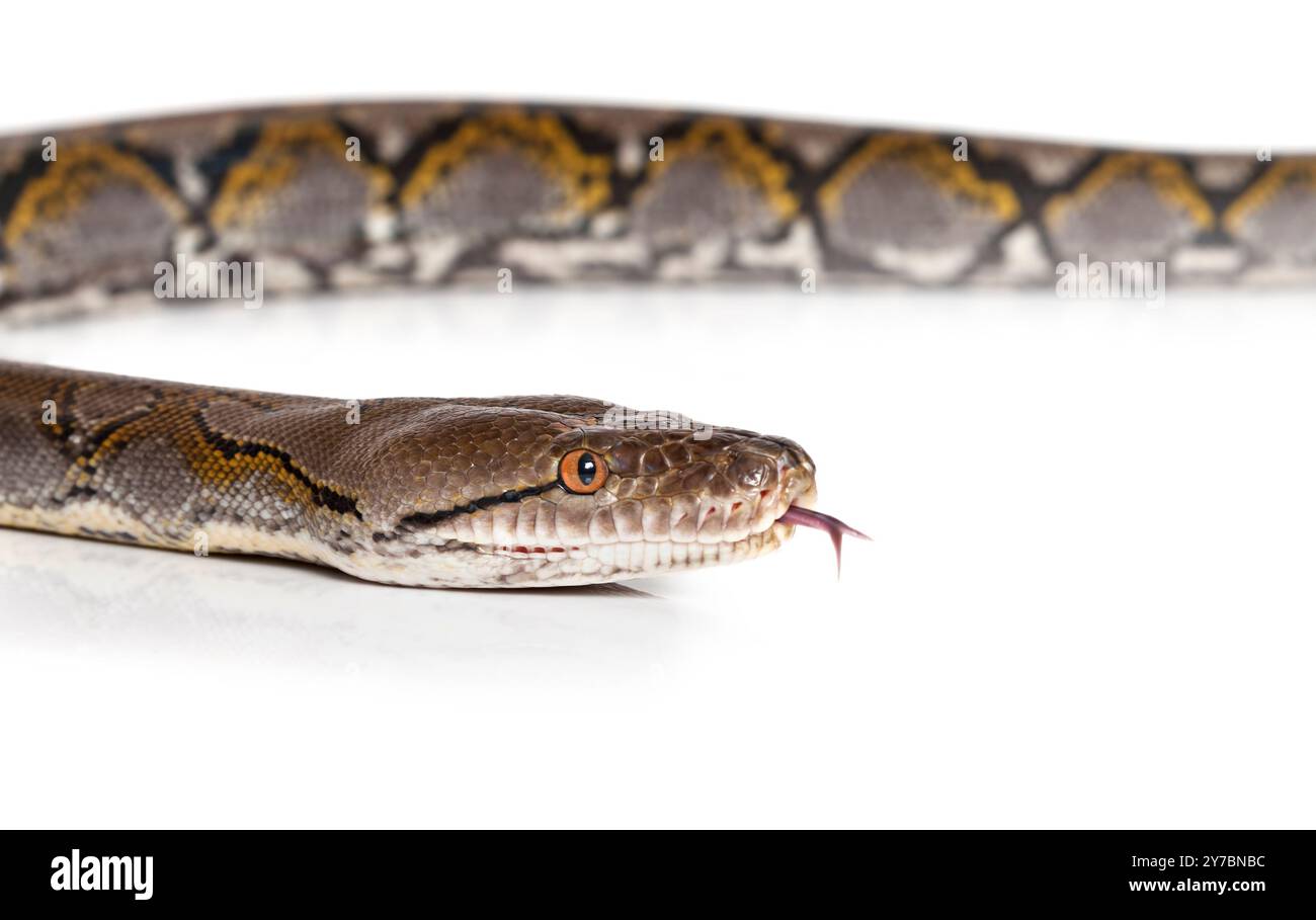 Python snake in studio over white background Stock Photo - Alamy