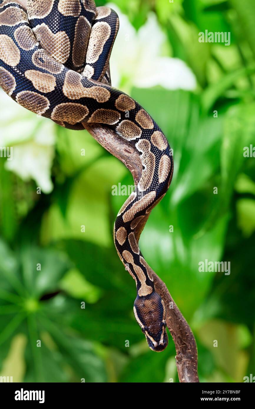 Royal Python snake creeping on a wooden branch Stock Photo