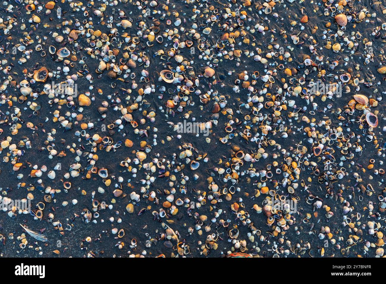 Seashells lying on the seashore Stock Photo