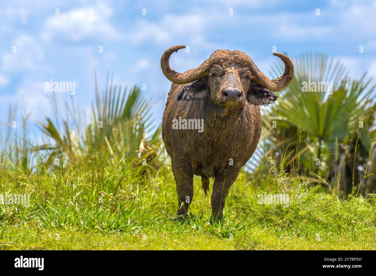 African Buffalo (Syncerus caffer caffer) in Murchison Falls National ...
