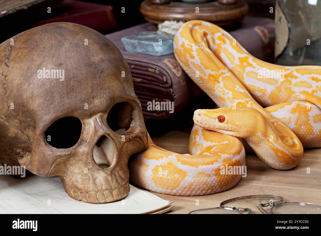 Lavender Tiger Albino python looking at human skull closeup Stock Photo