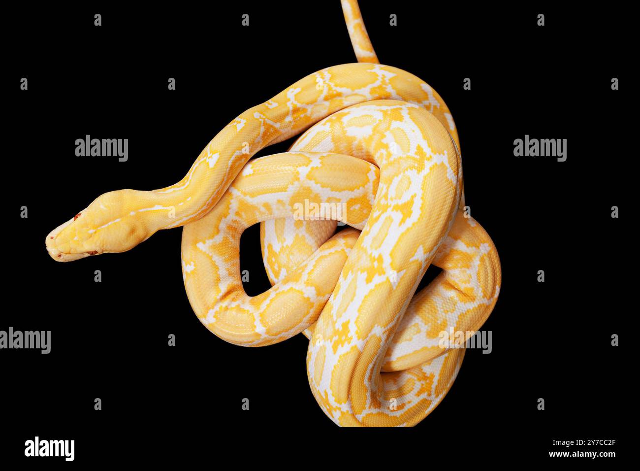 Tiger Albino python snake isolated on black background Stock Photo - Alamy
