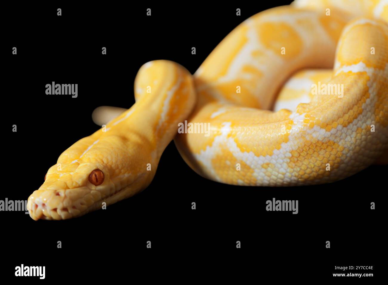 Lavender Tiger Albino python in studio isolated on black Stock Photo