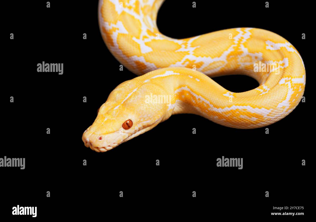 Tiger Albino python snake isolated on black background Stock Photo - Alamy