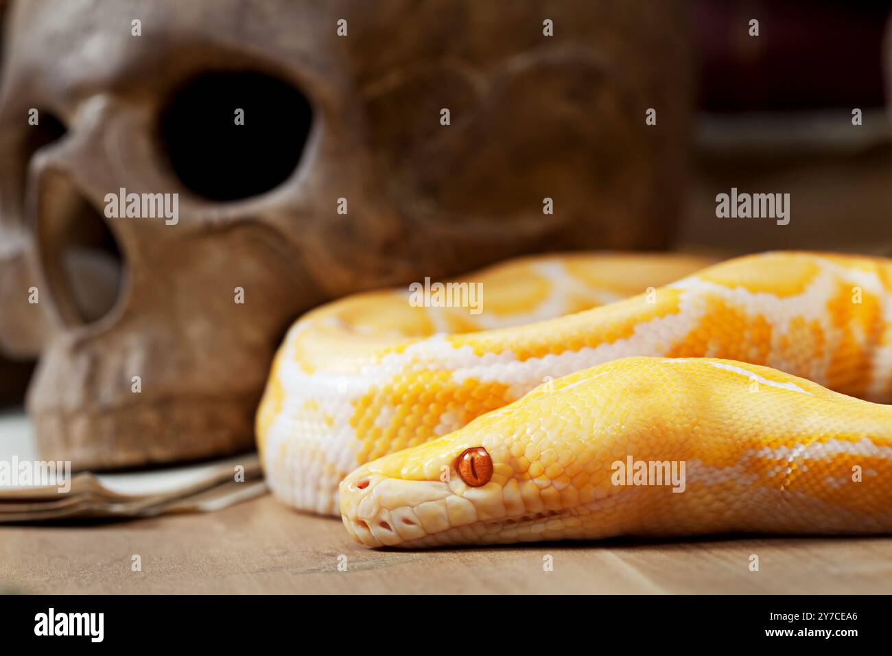 Lavender Tiger Albino python with human skull closeup Stock Photo - Alamy