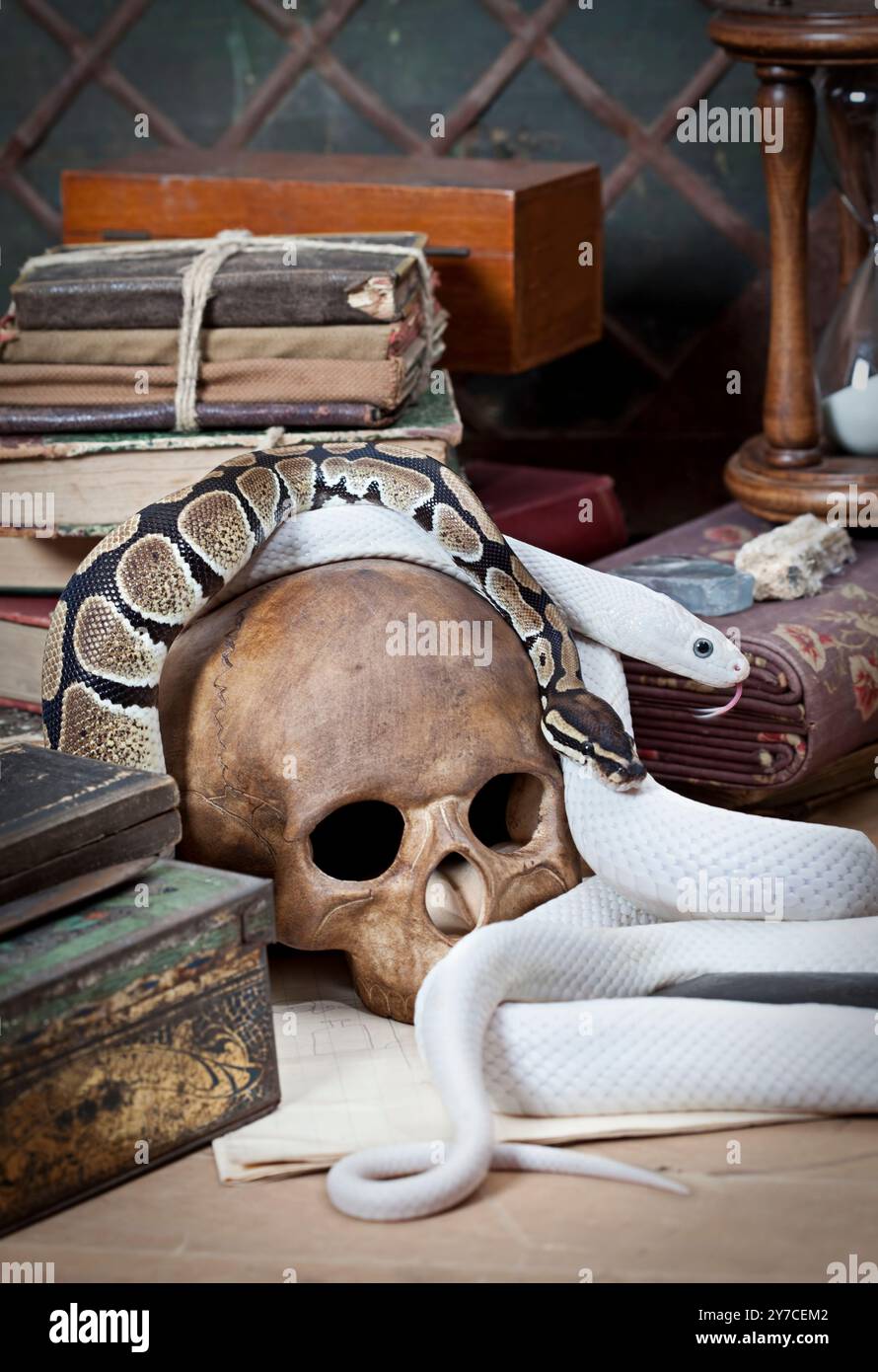 Texas rat snake and Royal Python with human skull Stock Photo