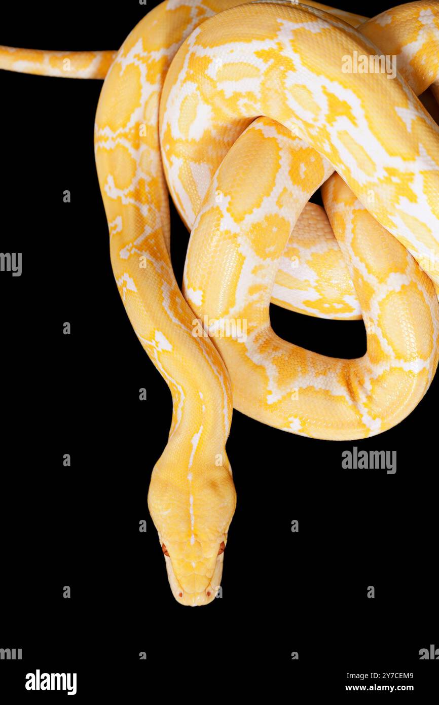 Tiger Albino python snake on black background Stock Photo - Alamy