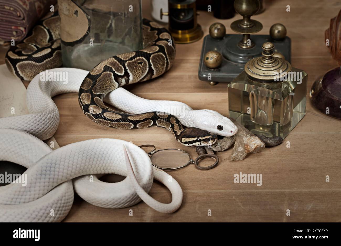 Texas rat snake and Royal Python with vintage objects Stock Photo