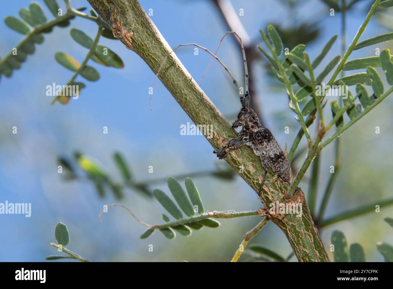 Girdler Insect Mesquite girdler hi-res stock photography and images - Alamy
