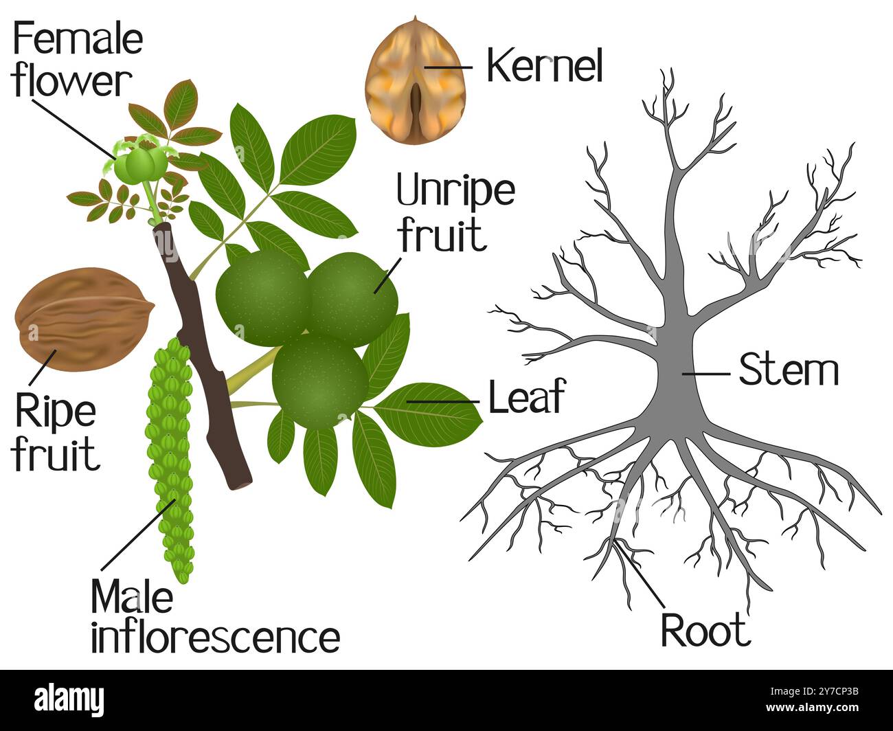Walnut Deep Roots Walnut tree root Stock Vector Images - Alamy