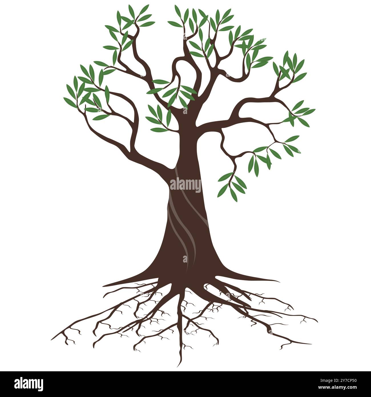 Olive tree with roots on a white background Stock Vector Image & Art ...