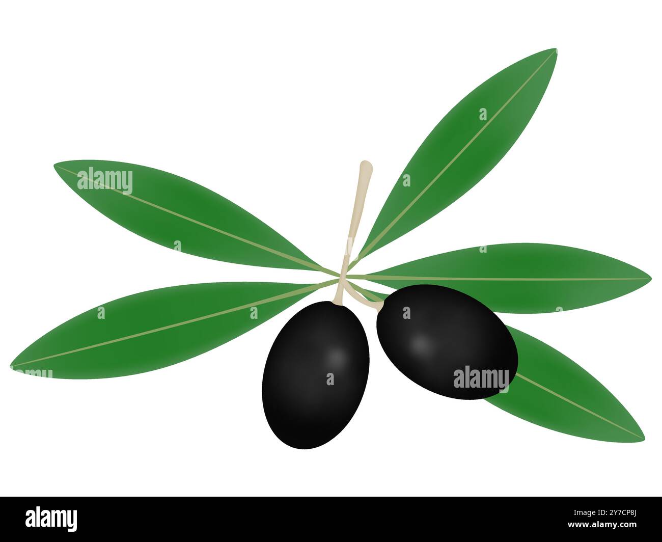 Black olives on tree Stock Vector Images - Alamy