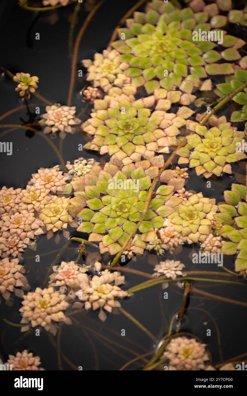 Plant showcases fine hi-res stock photography and images - Alamy