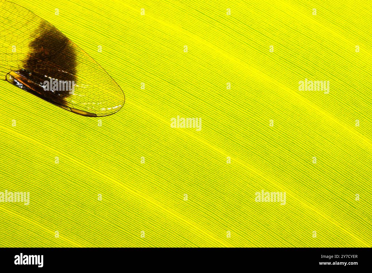 A drogonfly wing on a banana leaf Stock Photo