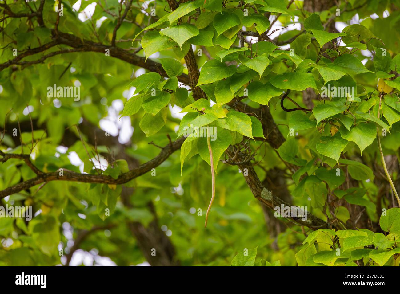 Catalpa fruit leaves catalpa bignonioides hi-res stock photography and images - Alamy Catalpa fruit leaves catalpa bignonioides hi-res stock photography and images - Alamy
