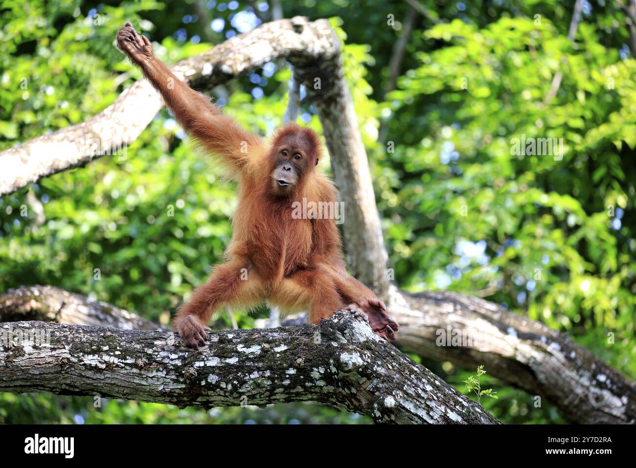 Pygmaeus Animals Bornean orangutan (Pongo pygmaeus), young animal, climbing a tree ...