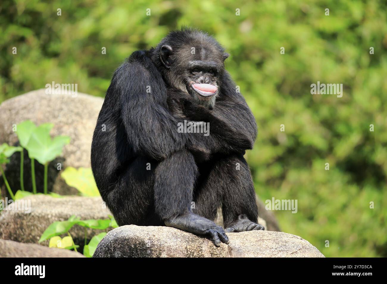 Chimpanzee (Pan troglodytes troglodytes), adult male resting, relaxed Stock Photo