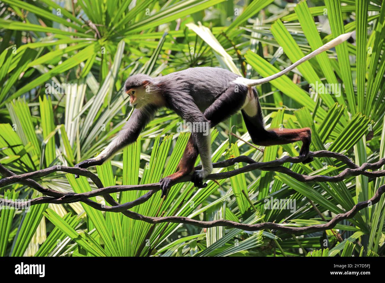 Red-shanked monkey (Pygathrix nemaeus), adult, on tree, climbing, with food Stock Photo