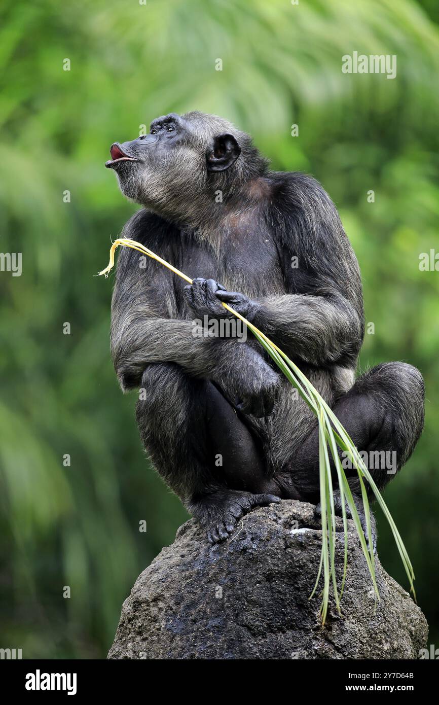 Chimpanzee (Pan troglodytes troglodytes), adult female, used, calling tool, termite mound Stock Photo