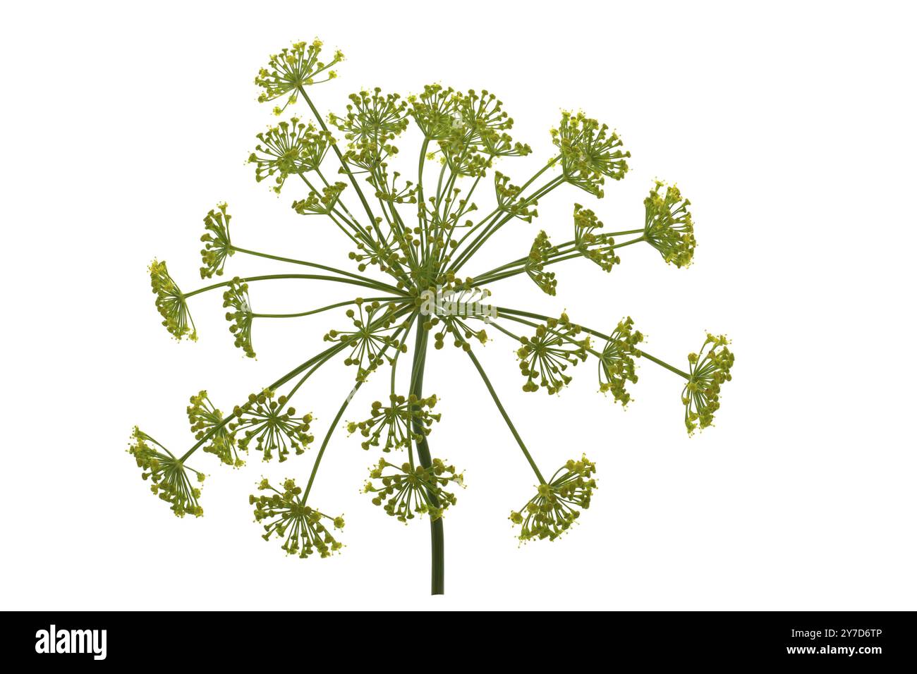 Dill flower isolated on white background Stock Photo