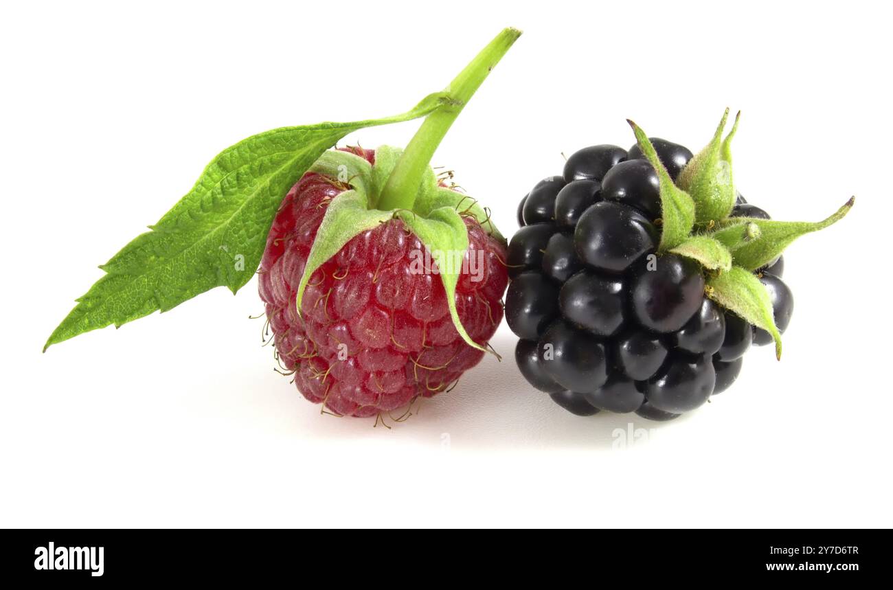 Raspberry with blackberry on white background Stock Photo