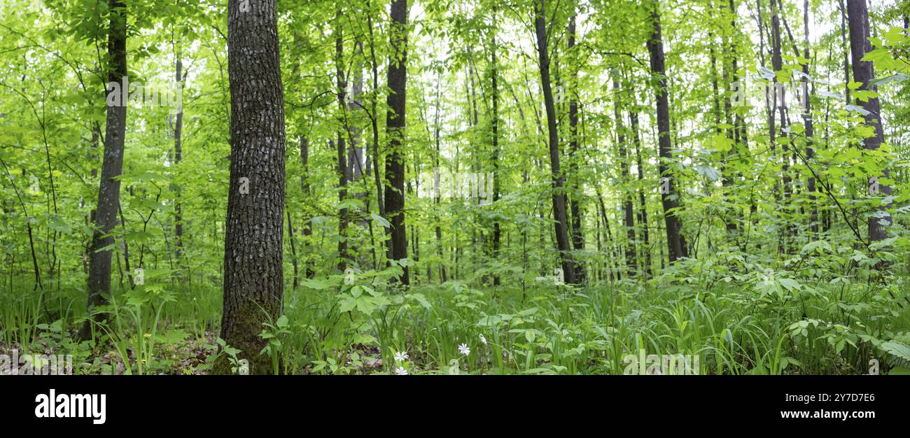 Panoramic shot dense green hi-res stock photography and images - Alamy
