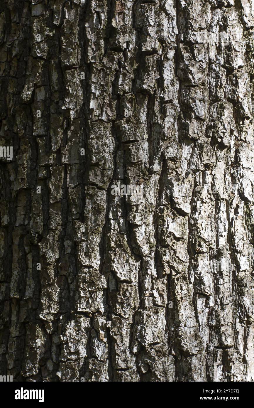 Tree bark texture with shadow and grident lighting Stock Photo - Alamy