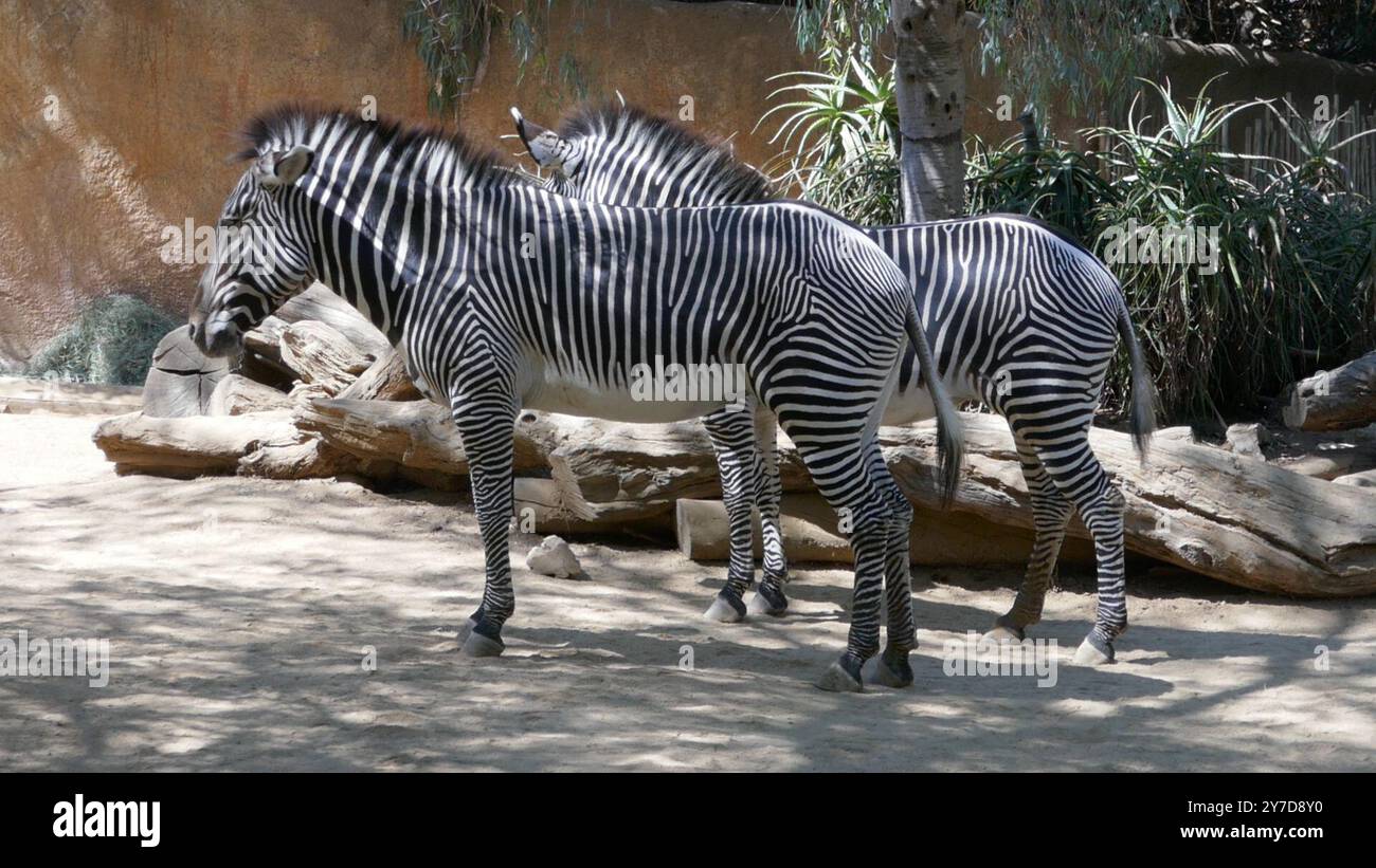 Los Angeles California USA 23rd September 2024 Grevys Zebras At LA los-angeles-california-usa-23rd-september-2024-grevys-zebras-at-la