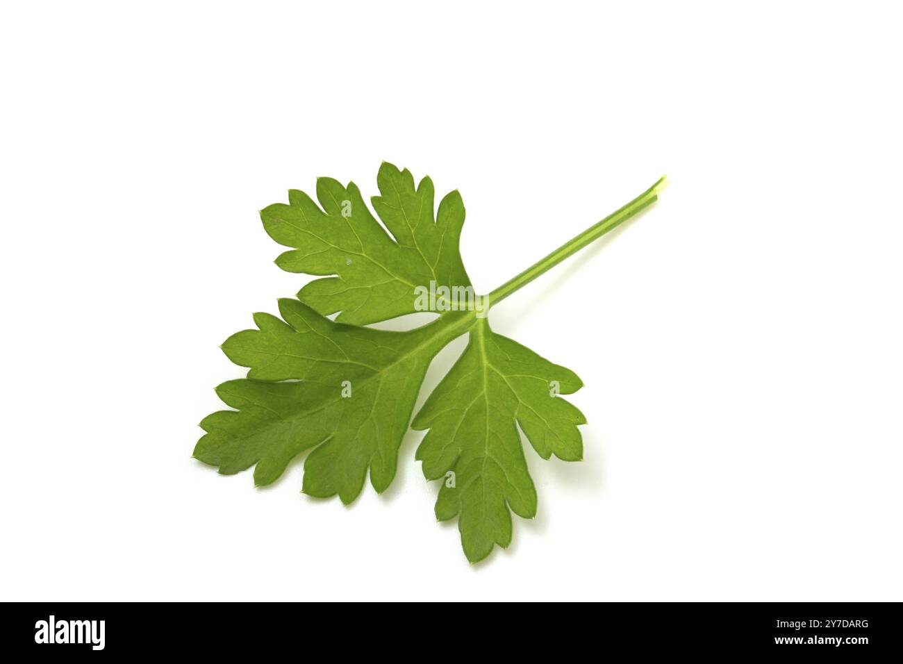 Green parsley leaf isolated on white background Stock Photo - Alamy