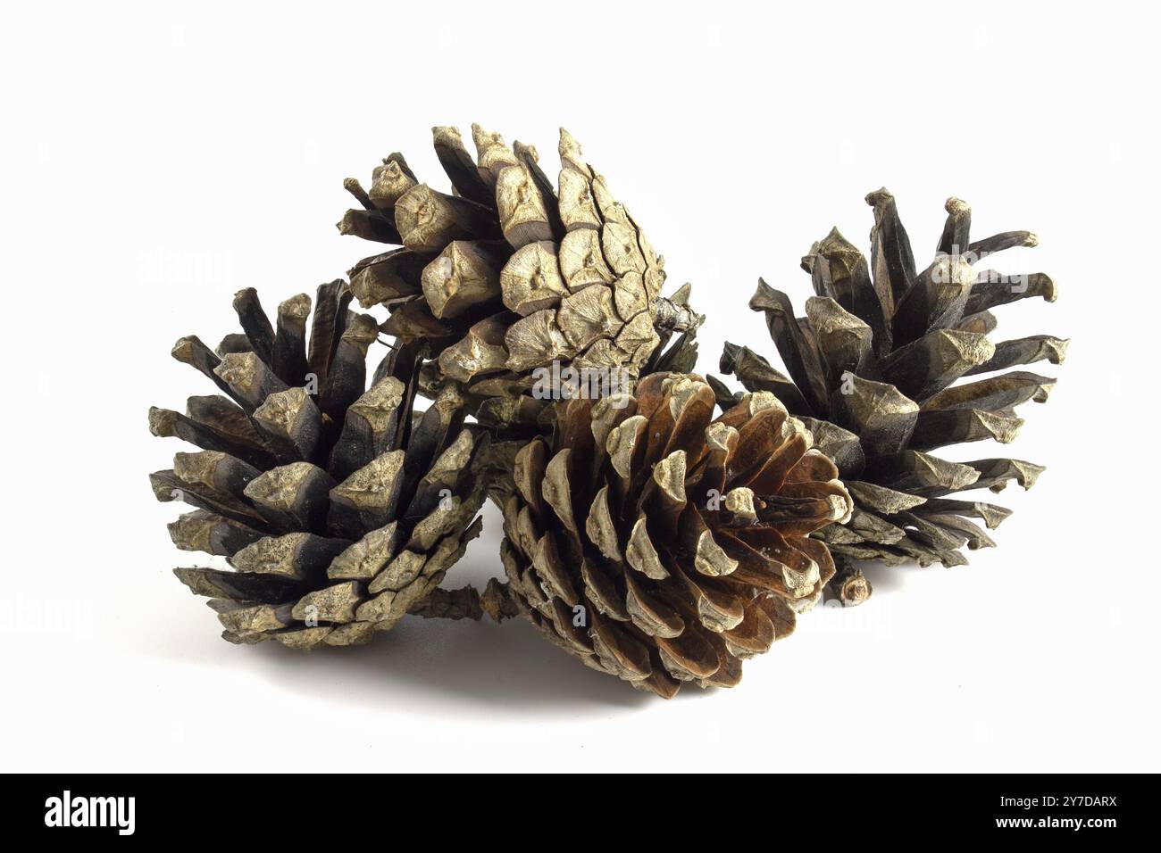 Pine cones isolated on white background Stock Photo