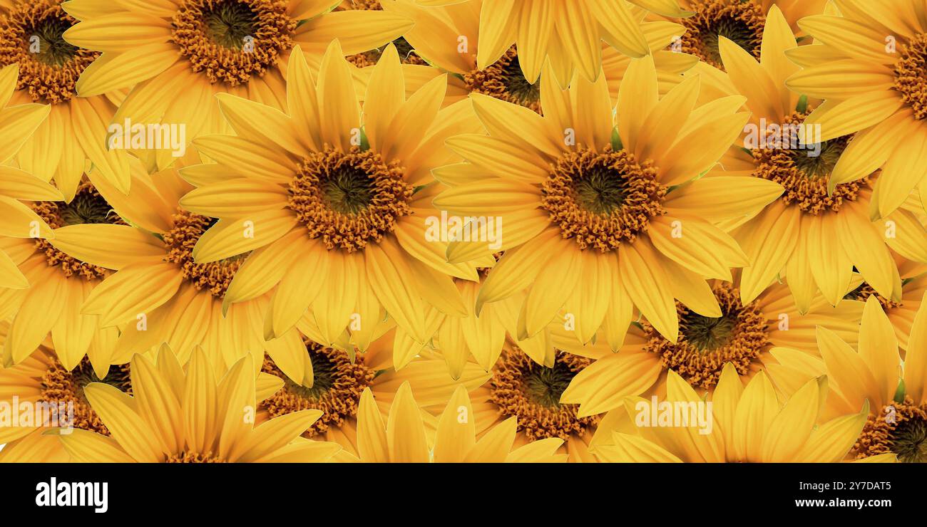 Sunflower pattern, pattern of yellow flowers Stock Photo