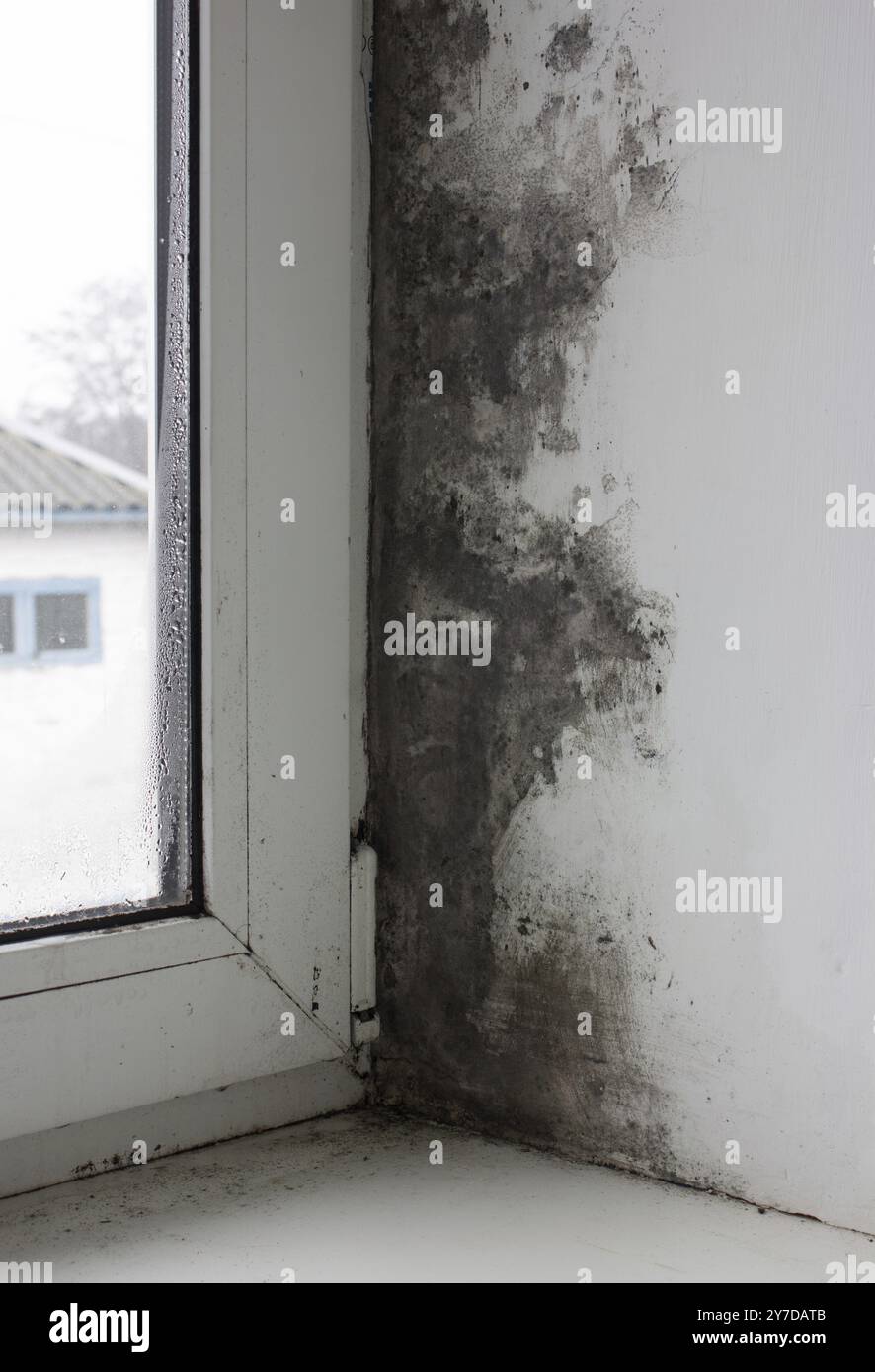 The window is covered with mold in the middle of the house. Strong formation of black fungus. Excessive humidity and condensation formed a black coati Stock Photo