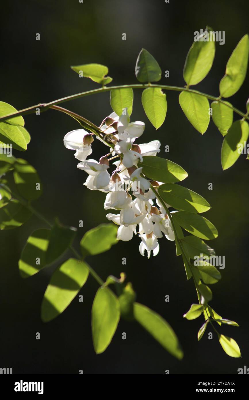 Nectar rich blooms hi-res stock photography and images - Alamy