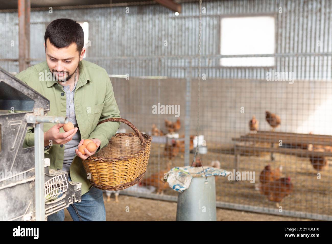 Farmer gathering fresh eggs inside hen house Stock Photo