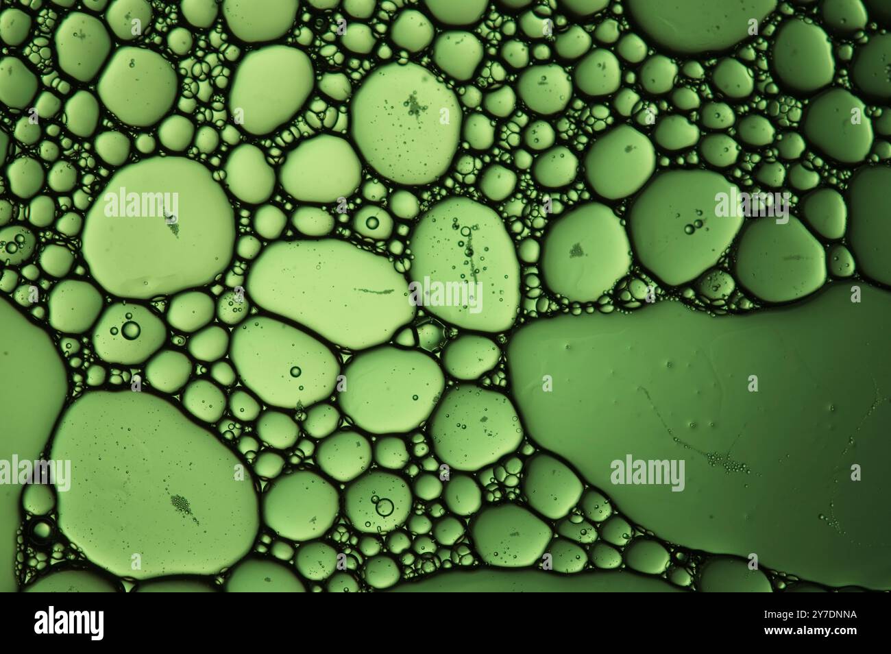 Cellular bubbles in a close up shot on green Stock Photo