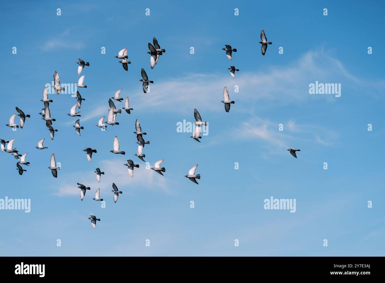Circles birds hi-res stock photography and images - Alamy