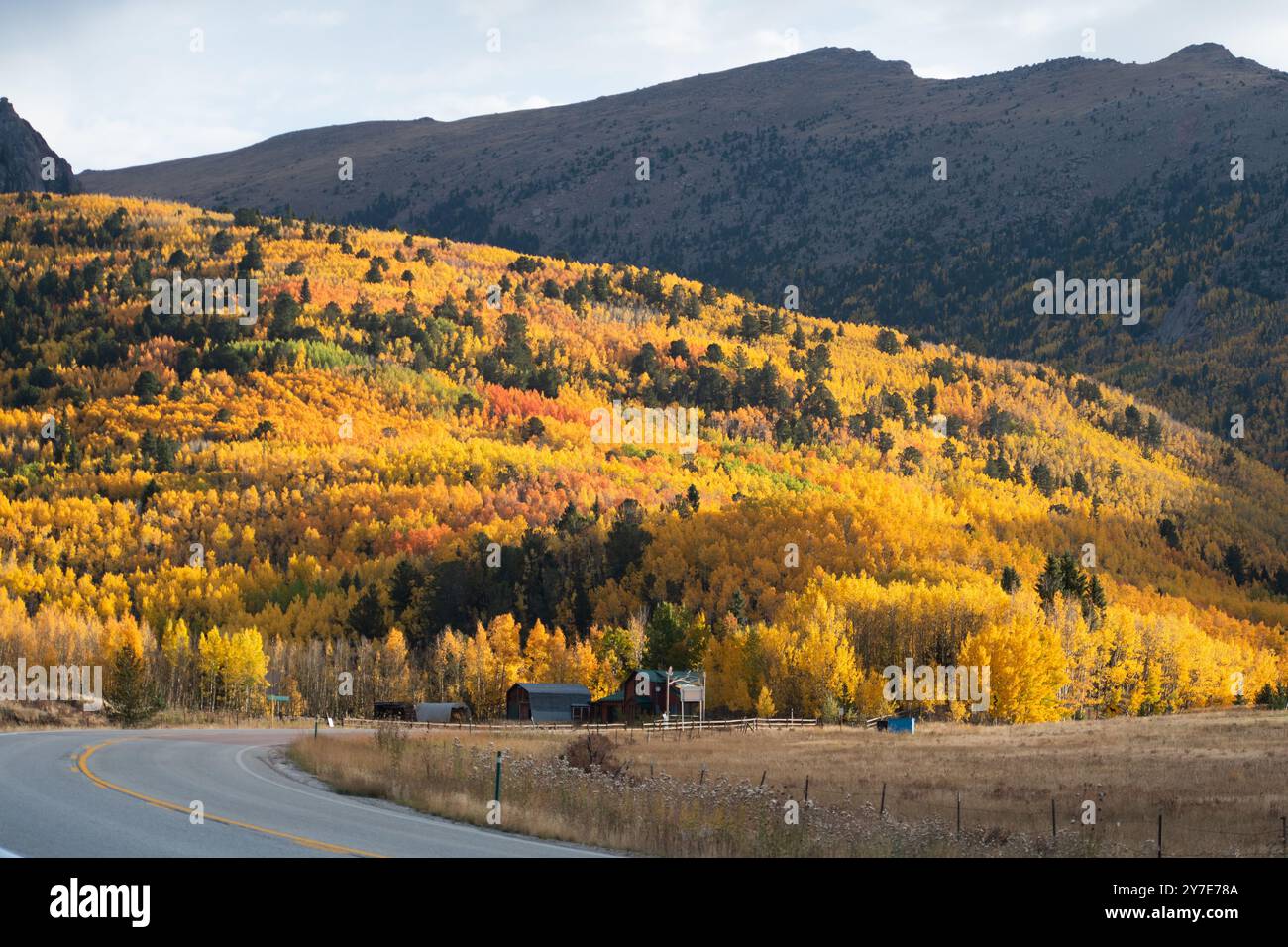 Fall colors with aspen trees near Pikes Peak, Colorado, Sept. 25 and 27, 2024 Stock Photo
