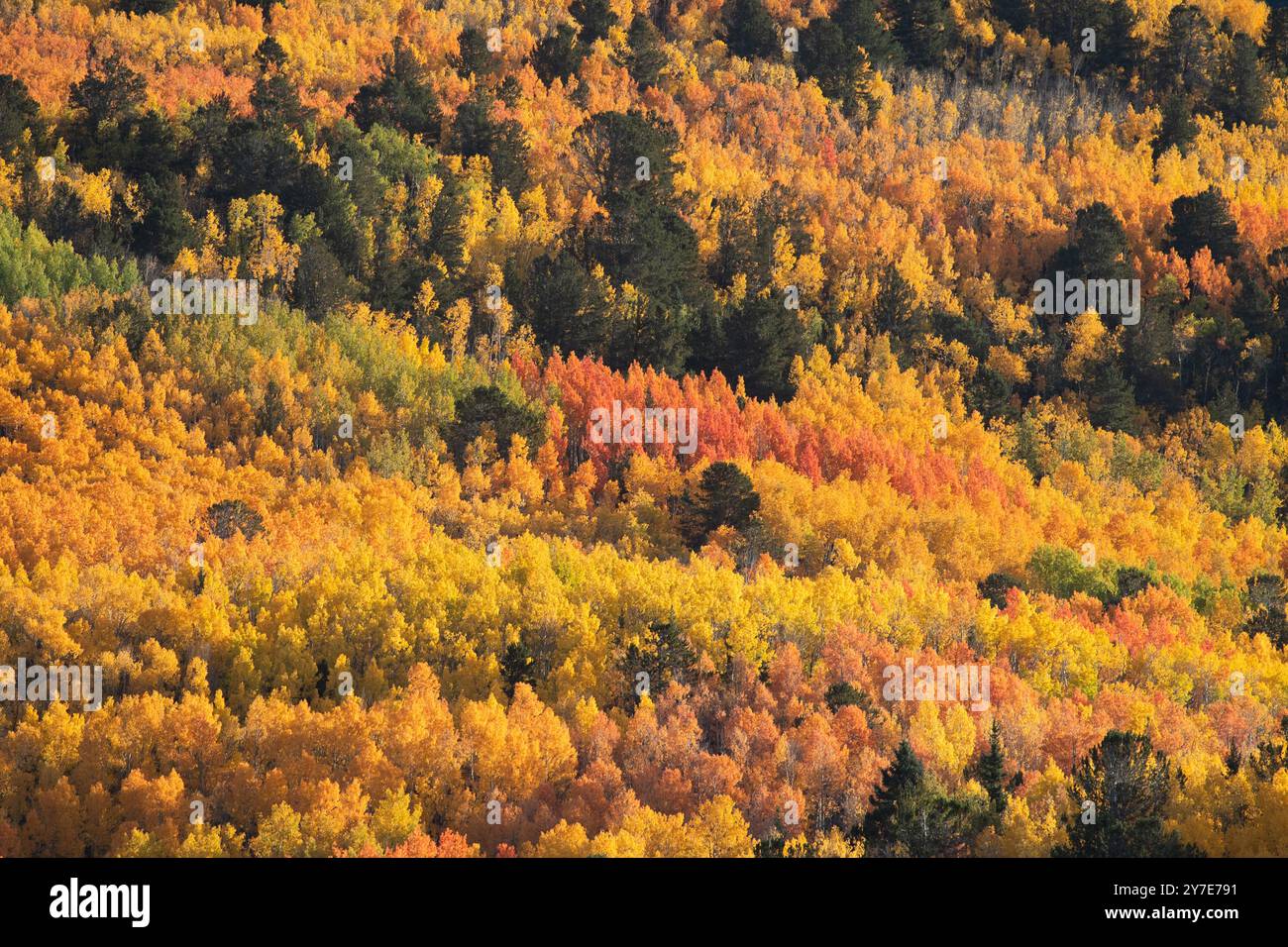 Fall colors with aspen trees near Pikes Peak, Colorado, Sept. 25 and 27, 2024 Stock Photo