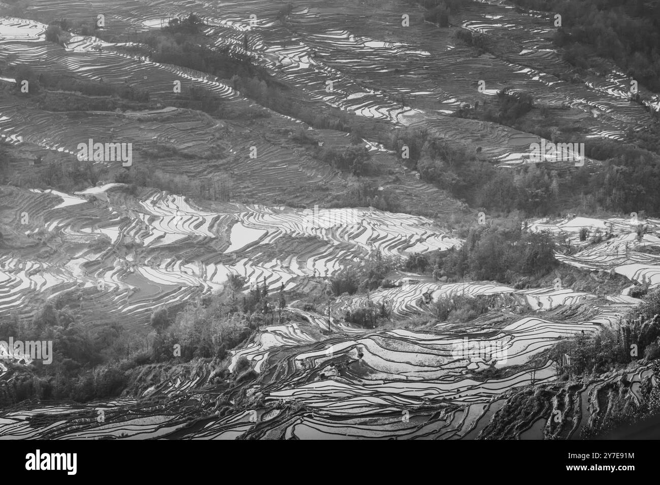 Yuanyang Rice Terraces is one of the UNESCO world heritage,Yunnan, China. Bada rice terraces scenic area is the sunset view point, close up Stock Photo