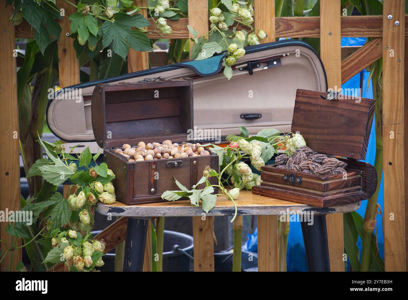 A rustic scene featuring wooden boxes filled with nuts and dried leaves, surrounded by hop vines. An open violin case adds a musical touch in this out Stock Photo