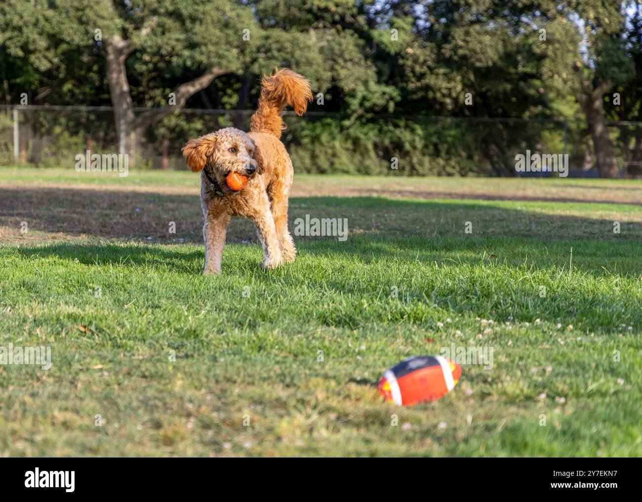 A young Goldendoodle playing  in a green yard Stock Photo