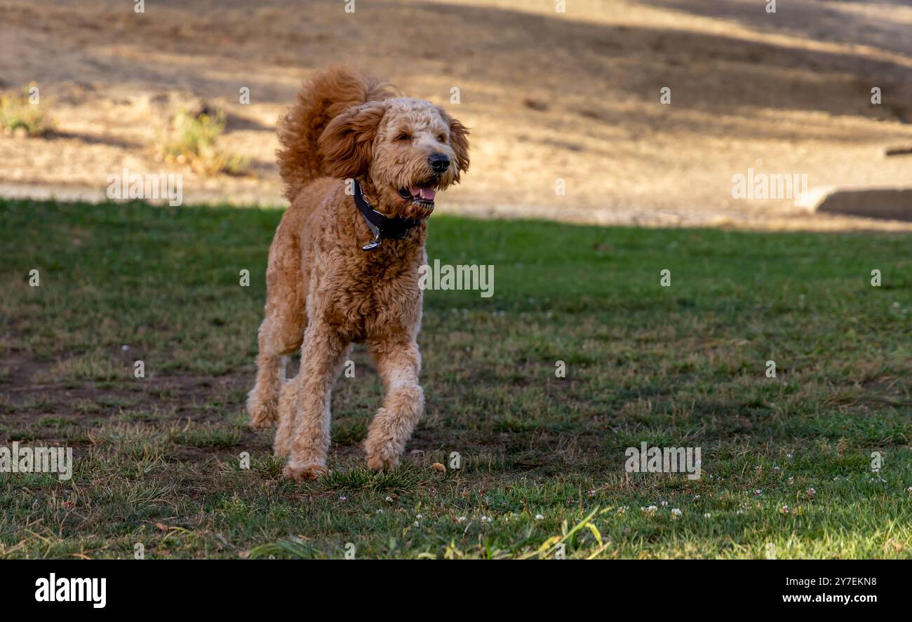 A young Goldendoodle playing  in a green yard Stock Photo