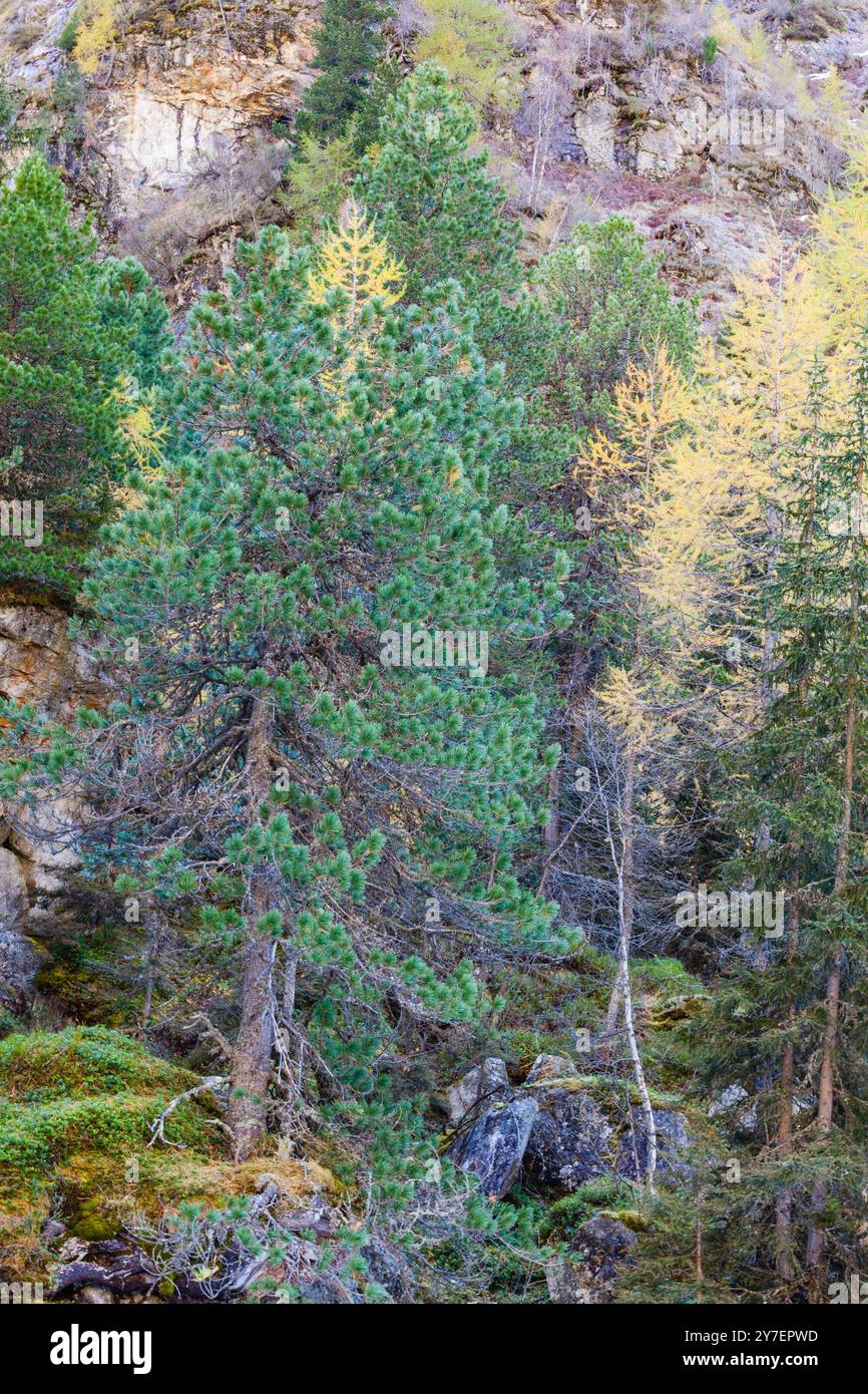 Old growth Pine tree forest Stock Photo - Alamy